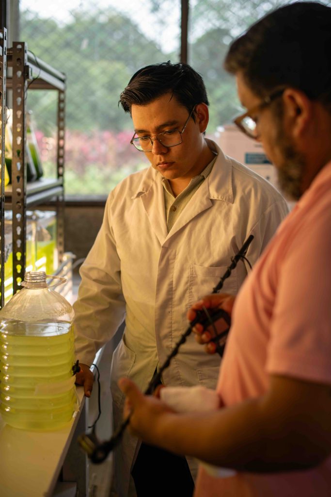 Microalgas3